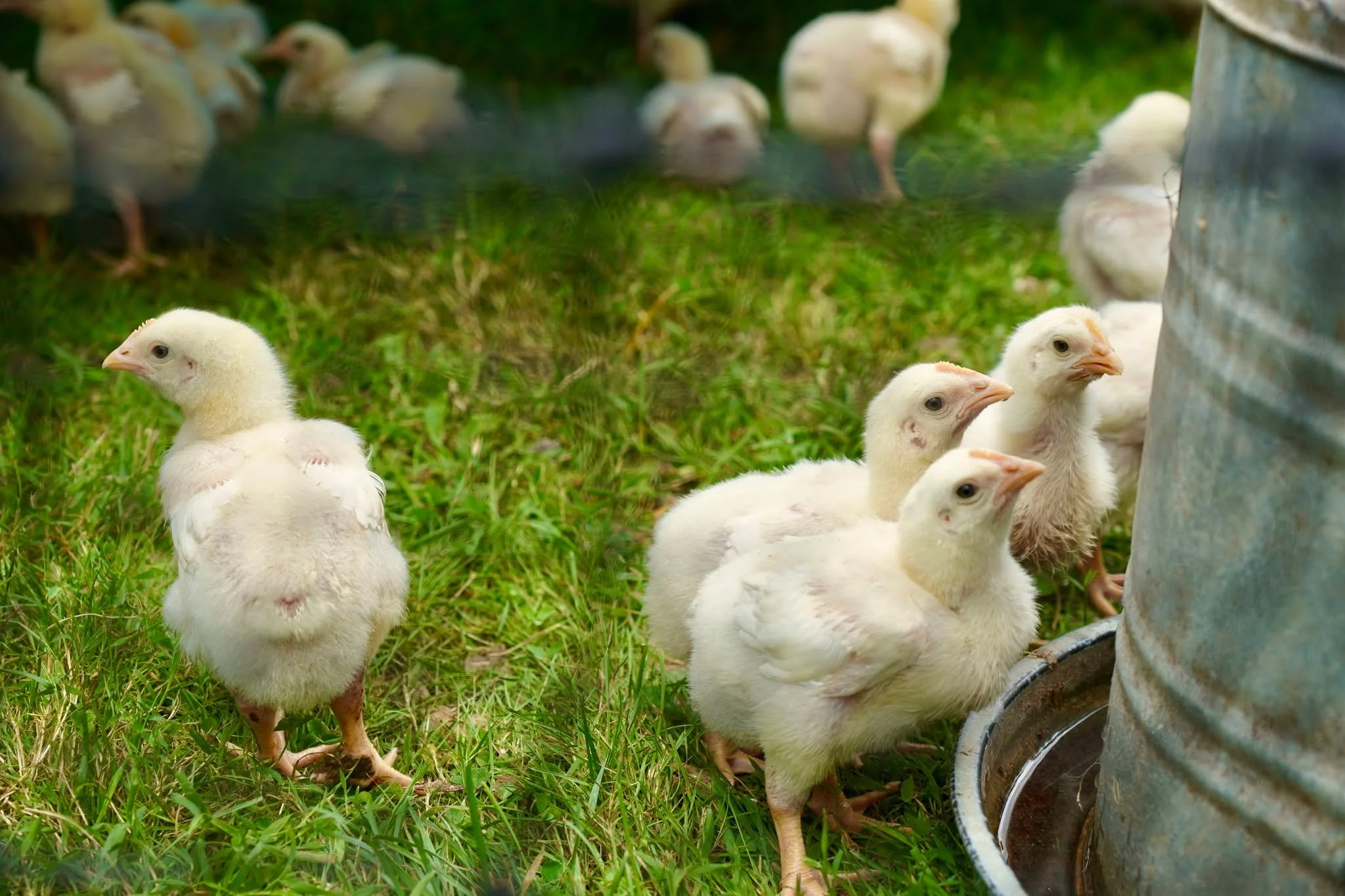 🐔🍗🌱Coming up Thursday, September 3 @ 3-4pm ... FROM PLANTS TO POULTRY!

We're looking forward to this webinar from @uconnextension to learn more about new ways to keep chickens healthy and poultry products safe.

➡️Register here:
https://connect.e