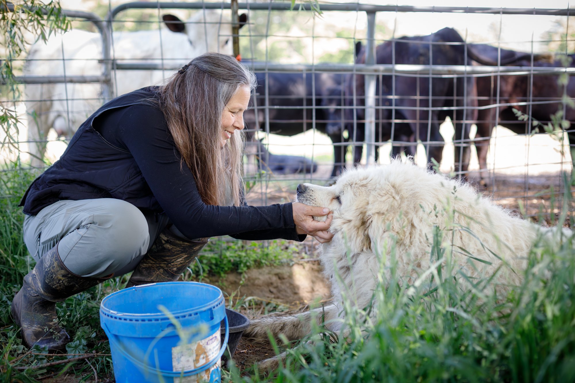 🐕🐕We couldn't let National Dog Day go by without saying "thank you" to all the hardworking and big-hearted livestock guardian dogs out there! These amazing working dogs are essential team members on many local farms, protecting flocks of 