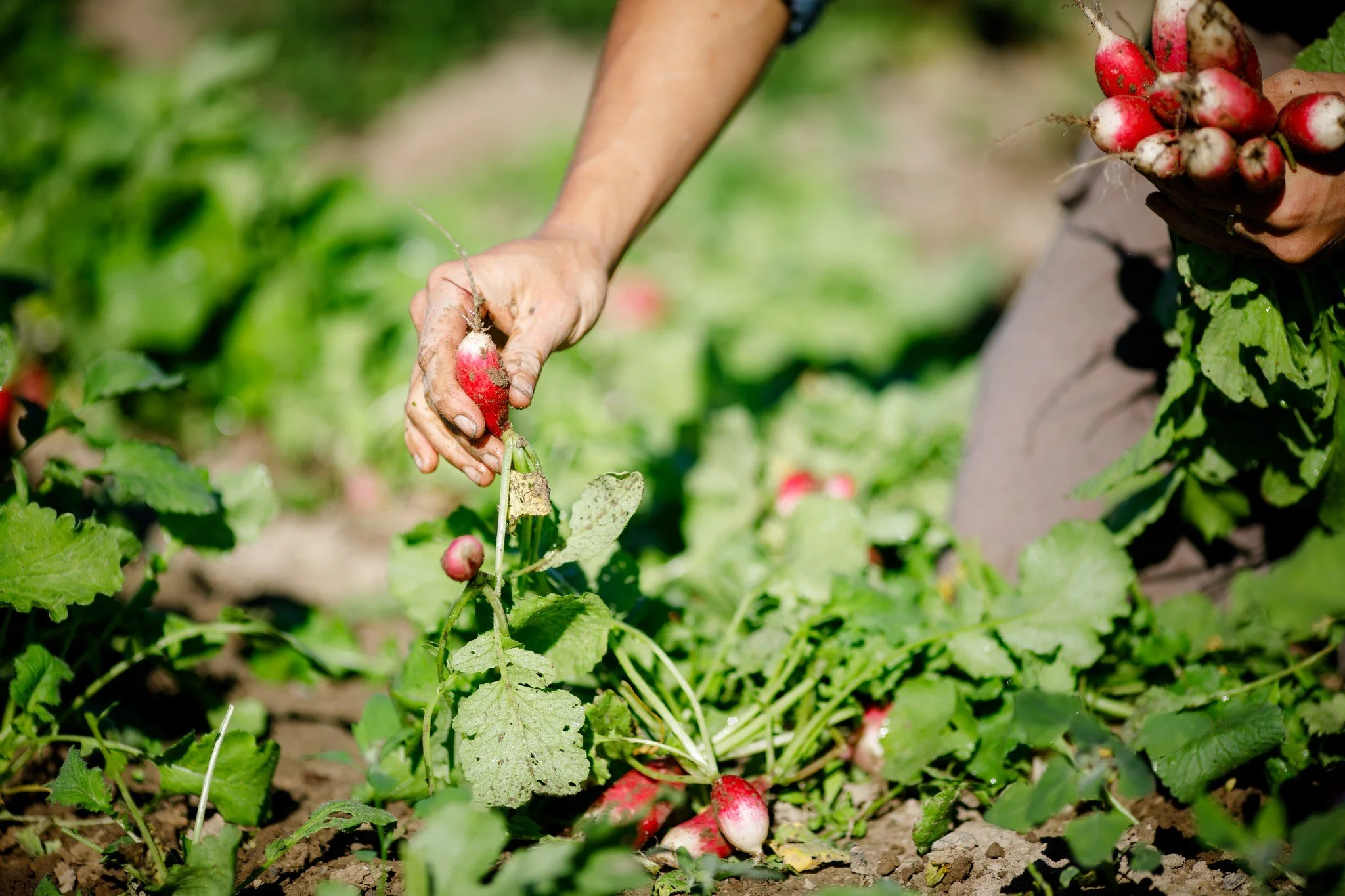 📢REMINDER! Last chance to apply! The deadline for applying to BAV's Farm Business Accelerator is midnight on Thursday, October 15. ✨✨

🌱This cohort-based program is ideal for farmers with at least three years of experience running their farm busine