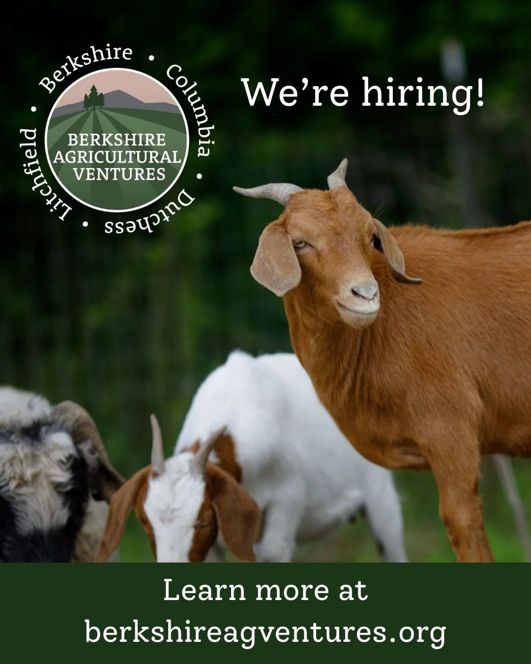With our wonderful Lending and Finance Director Shannon Smith stepping down in January, BAV is seeking a new Lending Director to lead and grow our robust lending program. 🌱

✨✨Our priority deadline for applications is coming up Monday, October 26! A