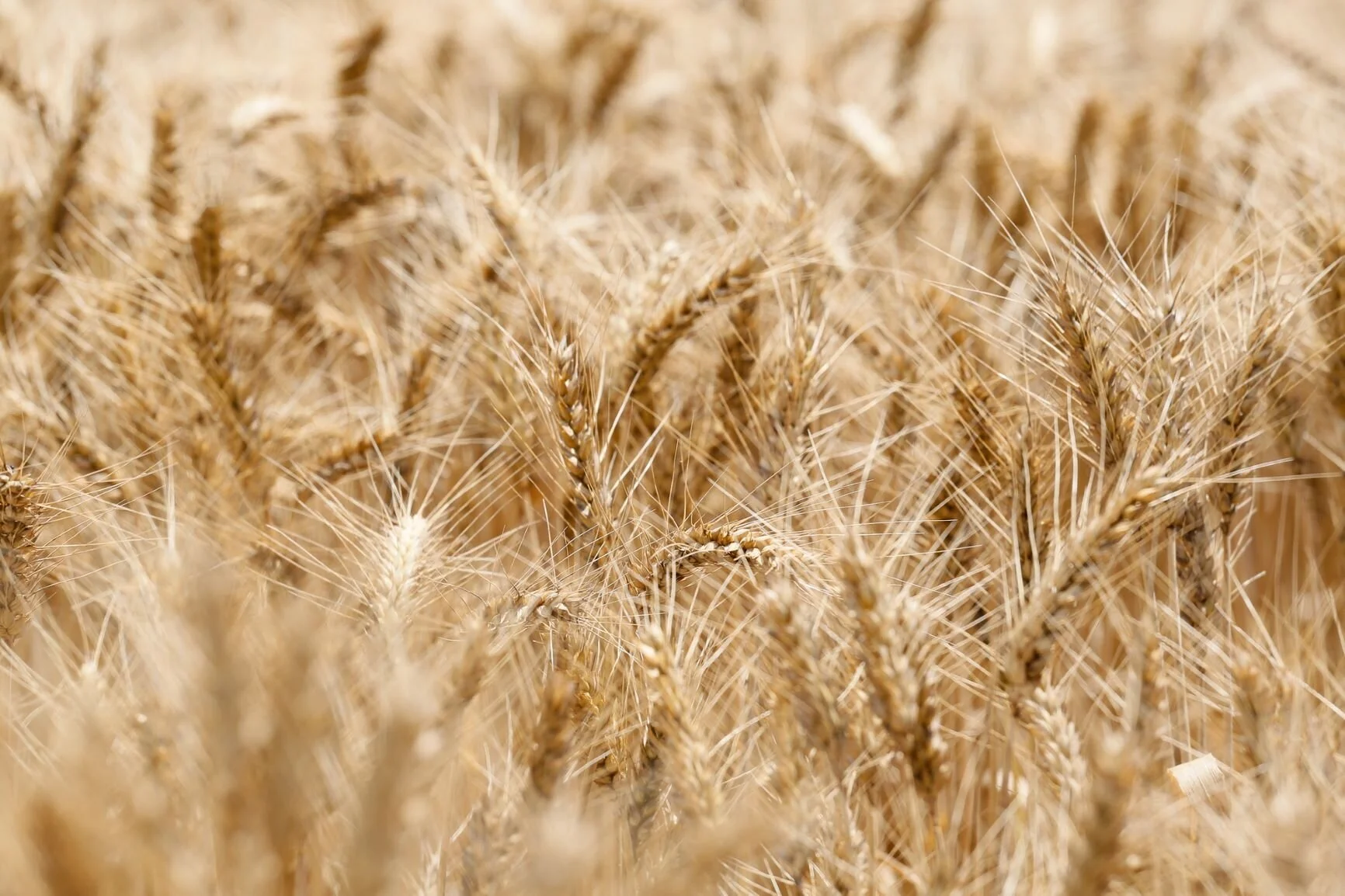 Spaced_Wellstead Blog 5.jpeg