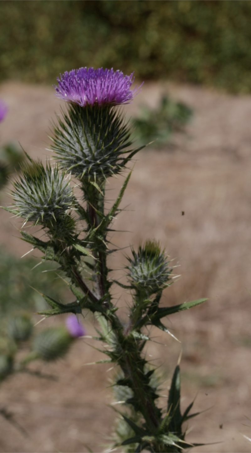 scotch thistle_EP.png