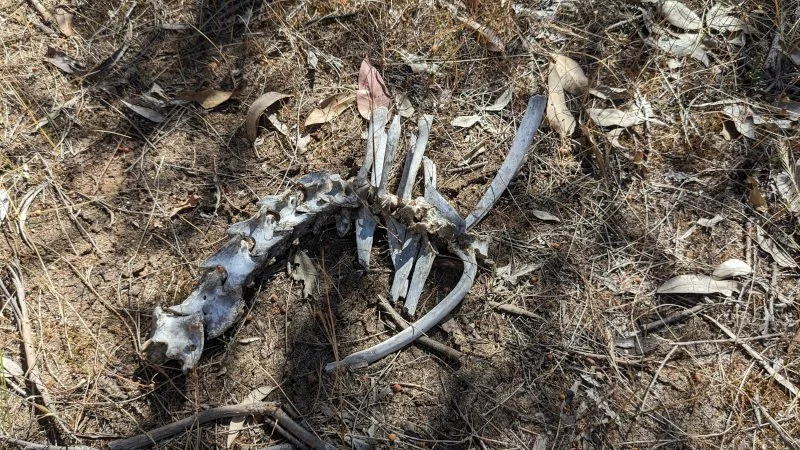 Fig 16: Skeleton, Brooking St Reserve, Beverley 