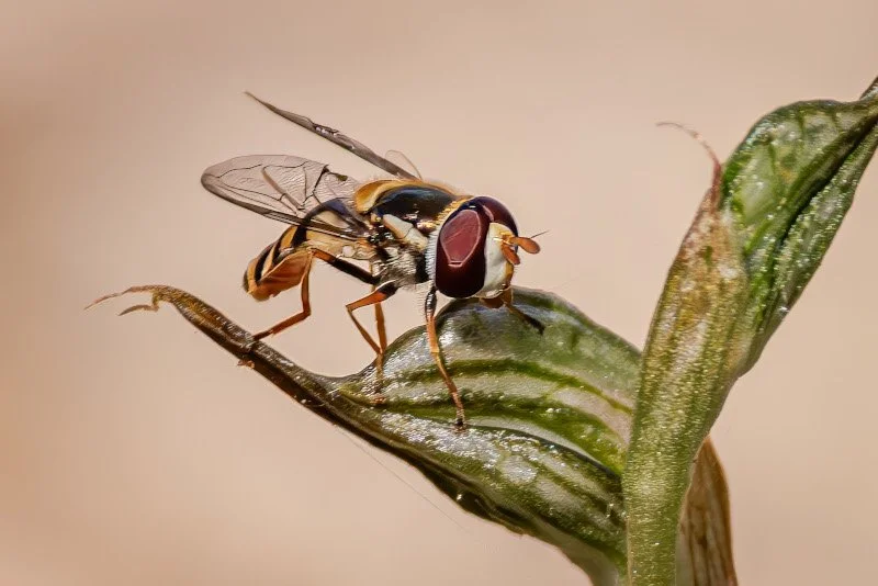 Fig 3 Hoverfly &amp; orchid, Brooking St Reserve, image courtesy of Premnath Bates 