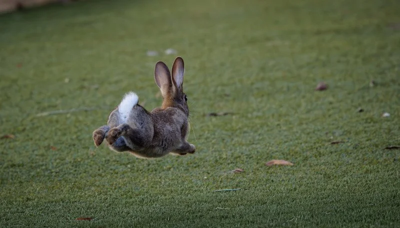 Fig 6 Rabbit joy, BSA, image courtesy of Premnath Bates 