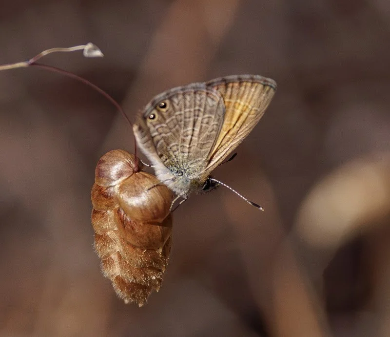 Fig 8 Butterfly &amp; blowfly grass, Brooking St Reserve image courtesy of Premnath Bates 