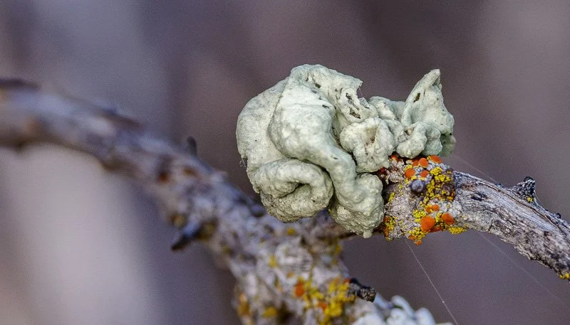 Fig 11 Lichen, Caroling Rd Reserve, Bally Bally 