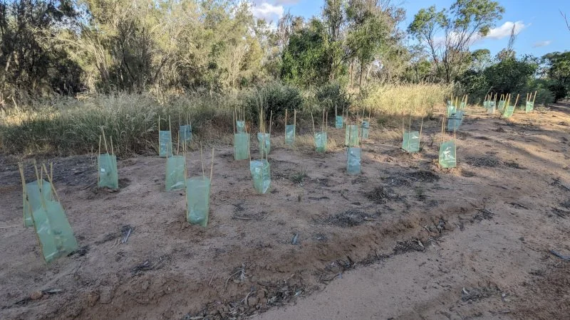 Fig 12 Trees planted by the Avon River Care Group and Beverley District High School 