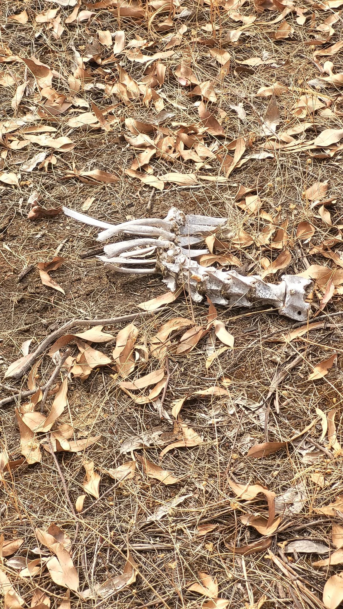 Fig 1 sheep bones.jpeg