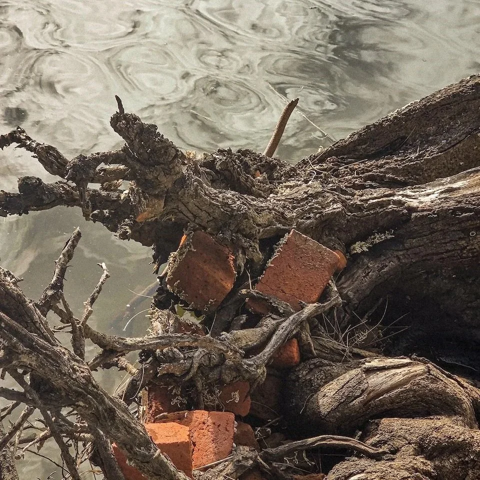 Know Thy Neighbour Residency: Blue Joy Theatre Company with City of Belmont #1
