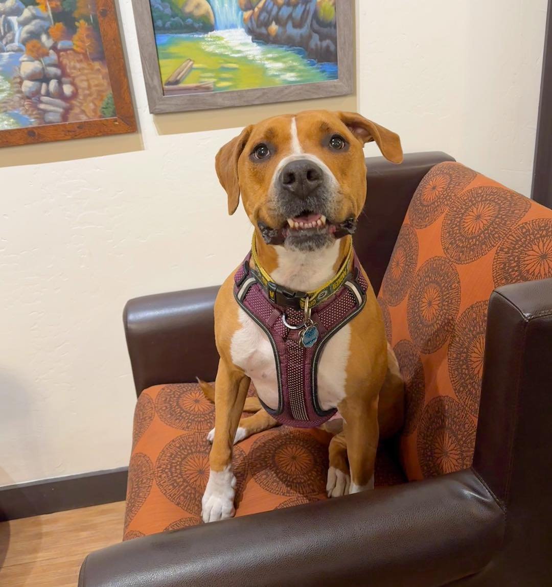 🐾🌟Meet Charlie, our Dog of the Month for May at MeCo Coffee Collective!🌟🐾

Charlie belongs to our barista / cheesy bits maker, Sam!  She loves to snuggle, visit her friends at Meco, and whipped cream! 
She may not make yummy food and drinks, but 