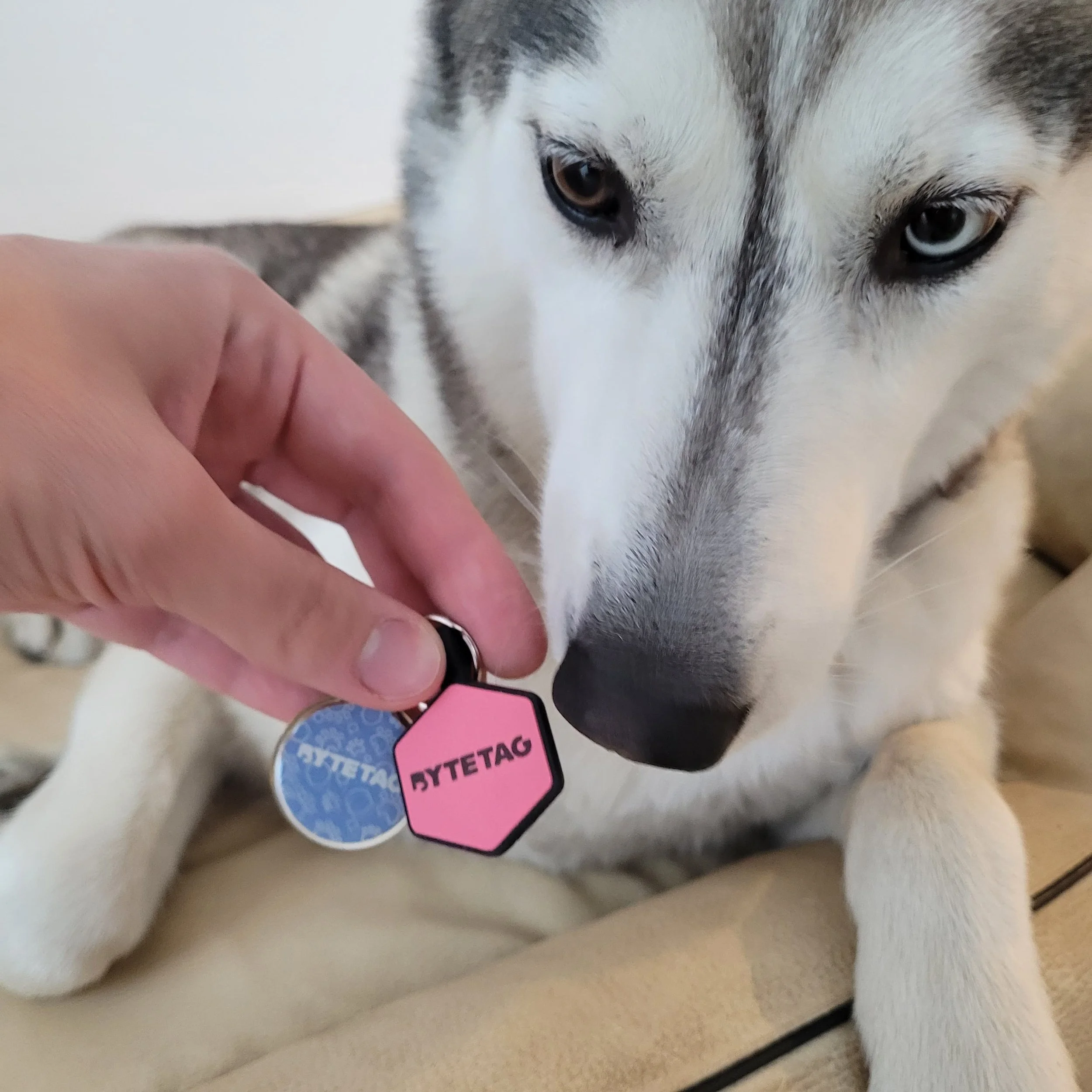 Byte Tag ByteTag review - a smart dog tag with QR code technology — Pocket Puppy ...