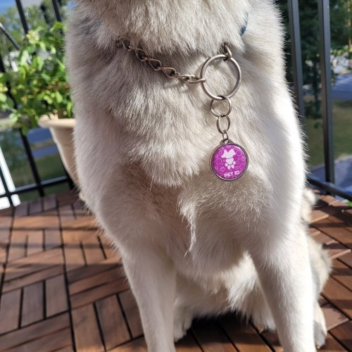 Bark Badge / HeyBuddy review