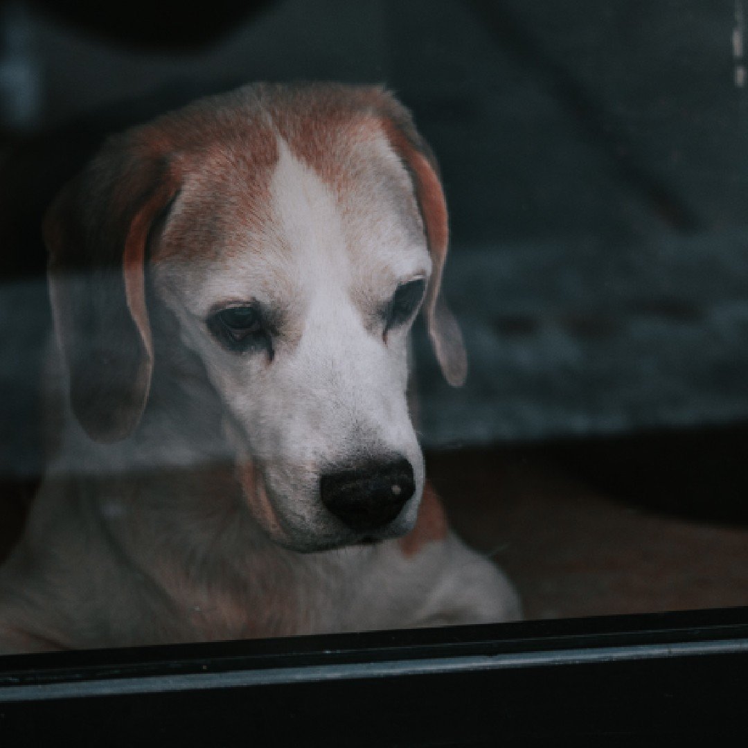 Fixing separation anxiety for good