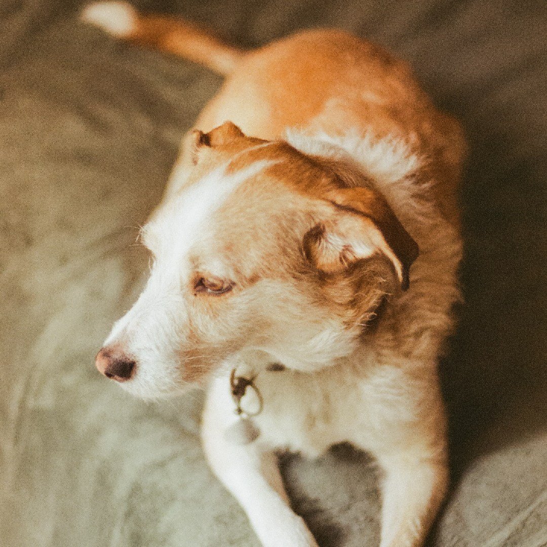 Fixing separation anxiety for good: 2