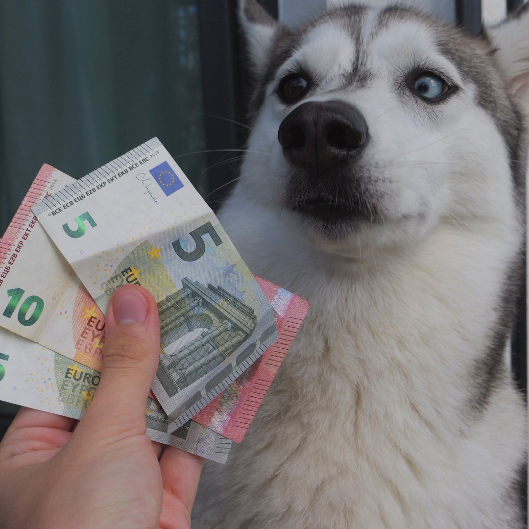 Ways to earn money with your dog