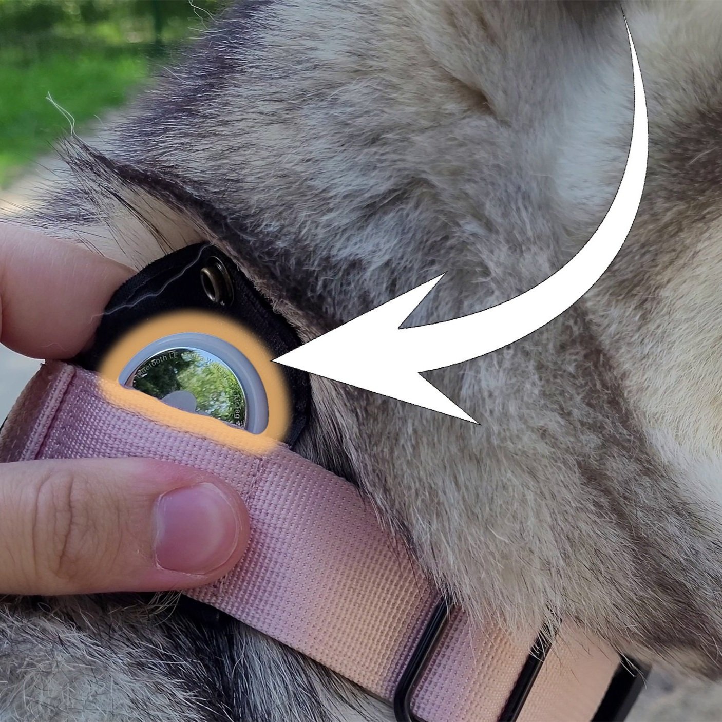 AirTag as dog tracker?