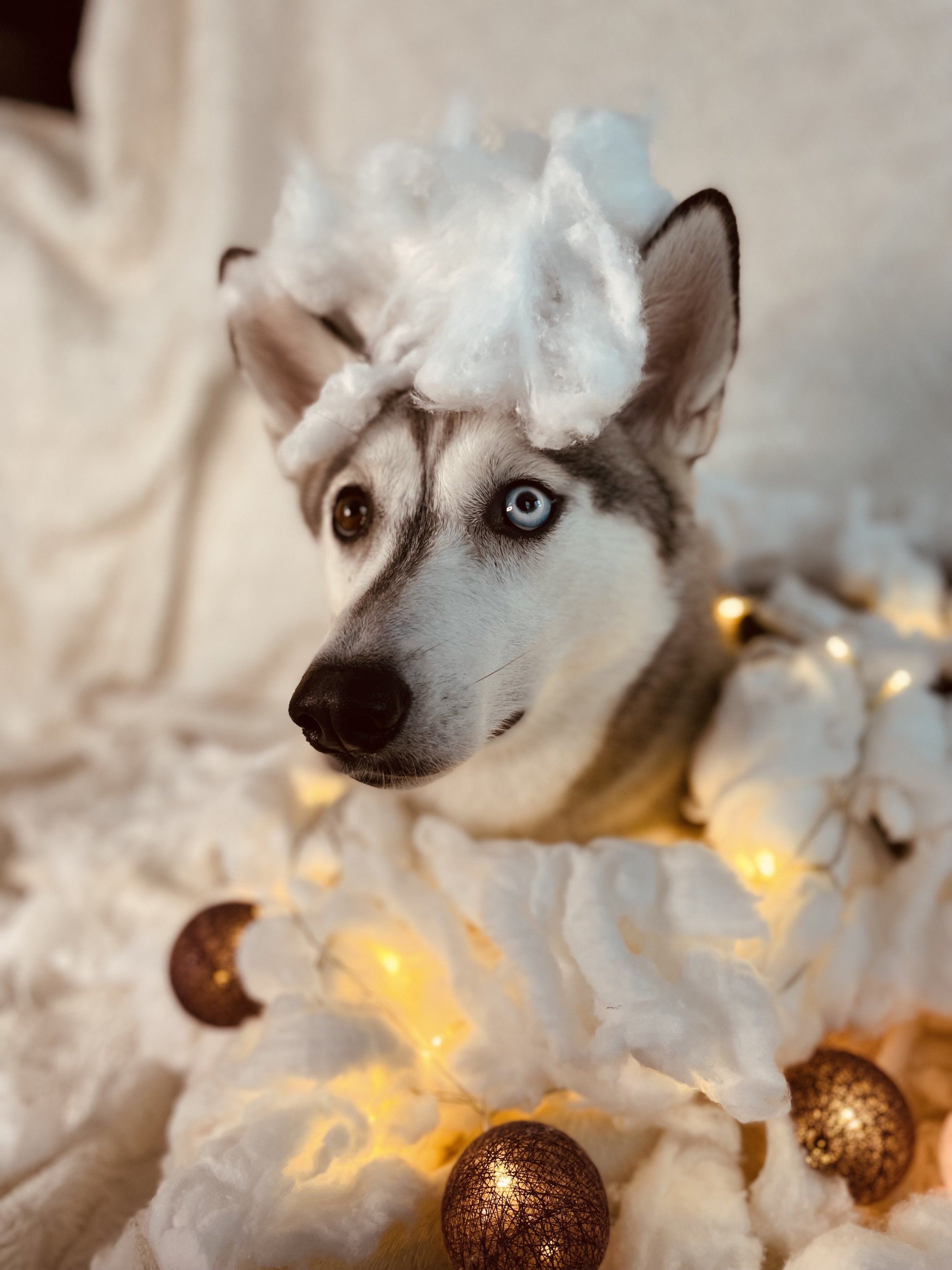 Gift ideas for dog lovers and dogs