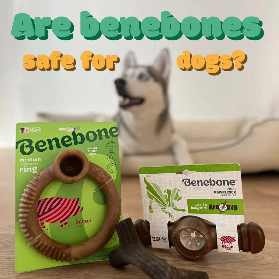 Are Benebones Safe for Dogs? Everything You Need to Know About Hard Chews.