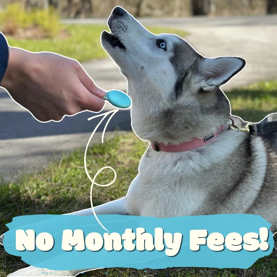 Chipolo Loop for Dogs: The Best Subscription-Free Alternative to Pet GPS Trackers?