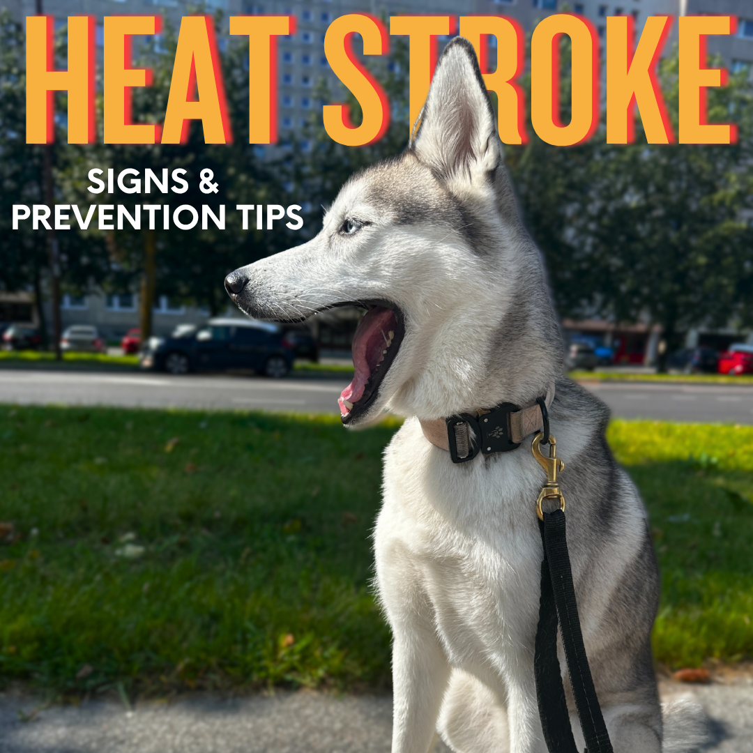 Critical Dog Heat Stroke Symptoms &amp; Best Cooling Products to Keep Your dog Safe
