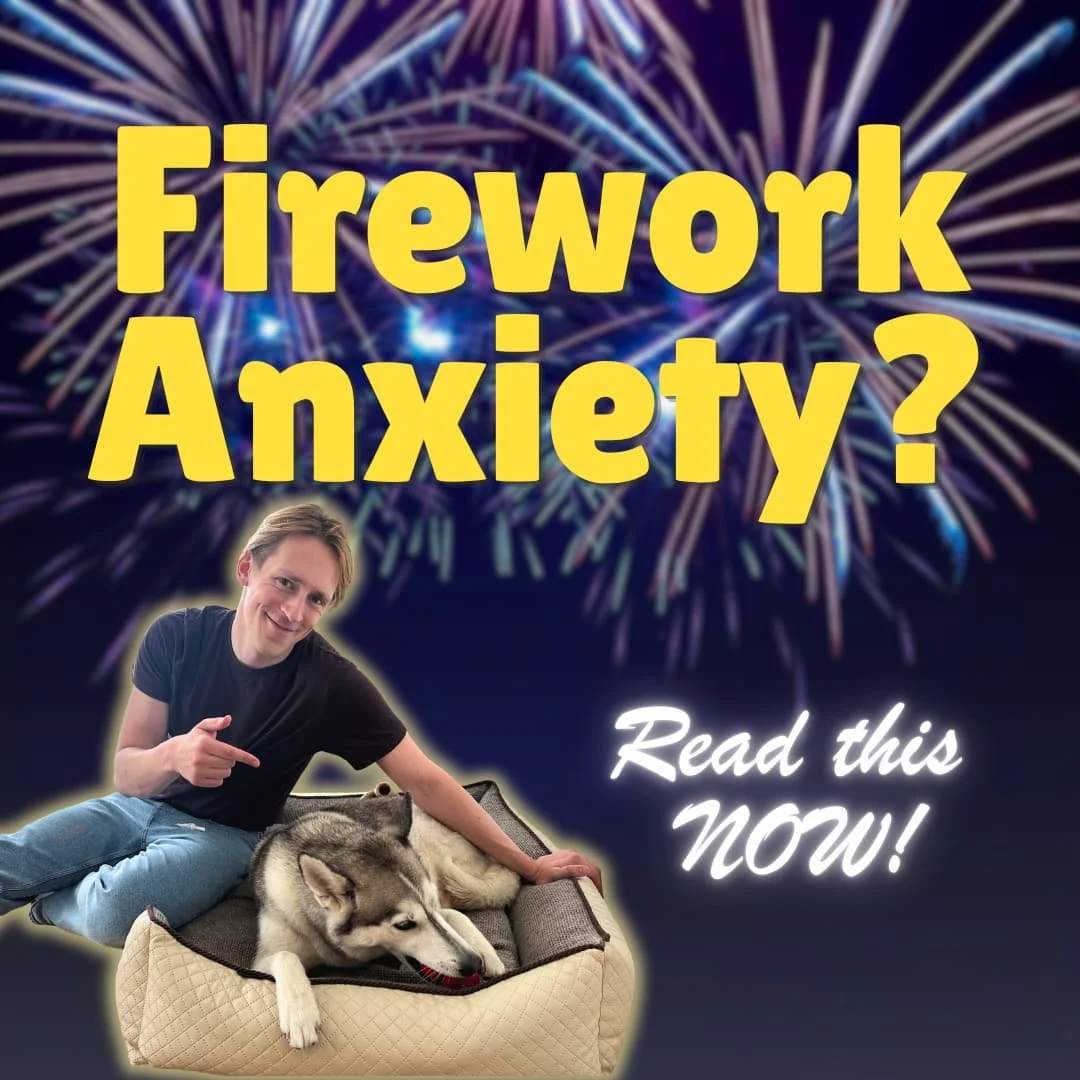 Last-Minute Tips for Dogs Afraid of Fireworks