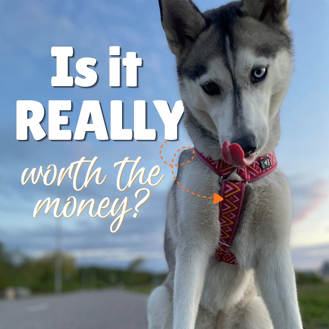 Honest Review: Is the Hurtta Dog Harness Still Worth It After 4 Years?