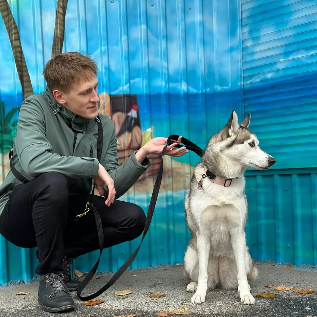 Traffic handle on a dog leash is a short built-in loop. It helps to keep your dog close to you when needed