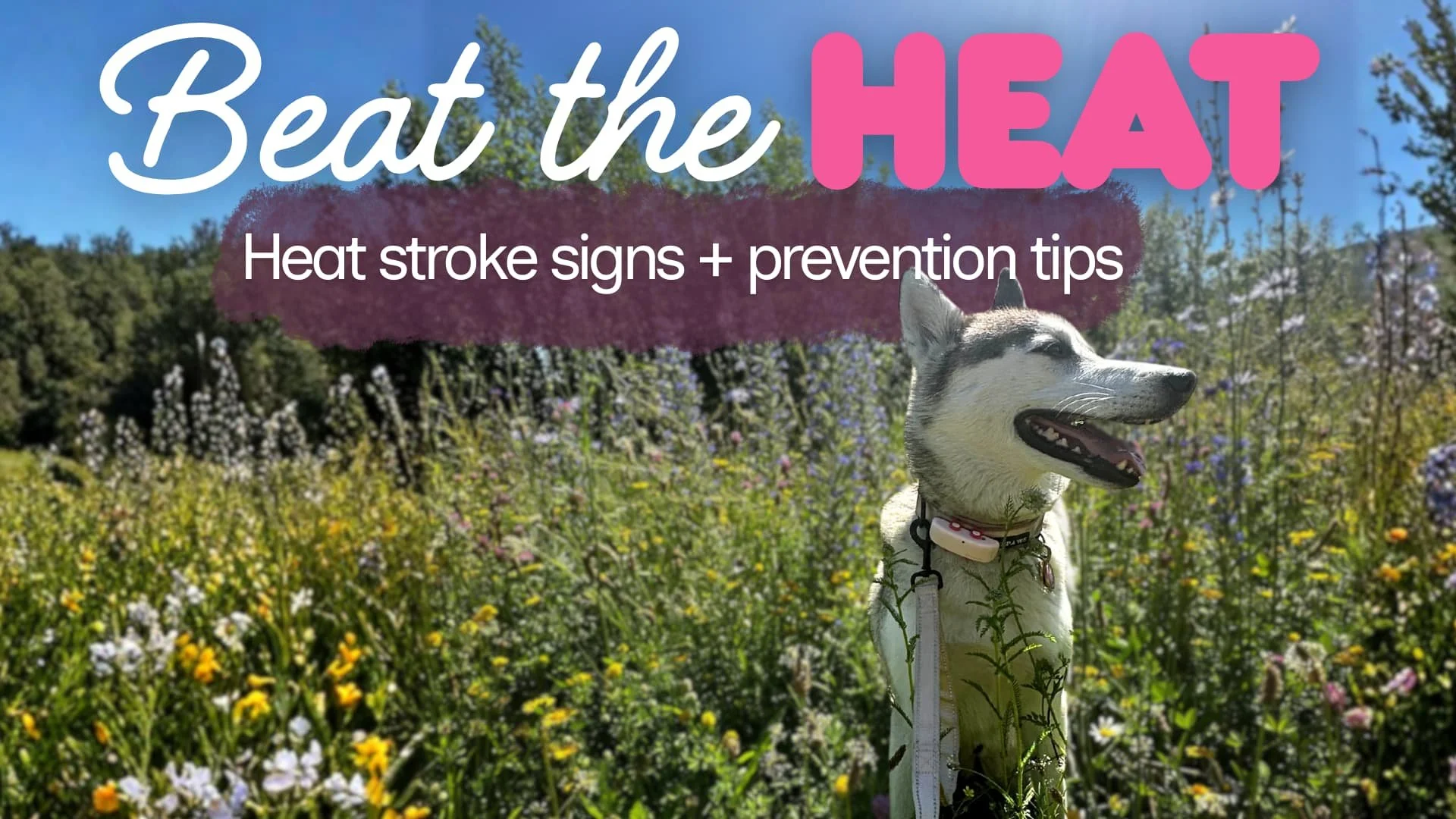 Dog heatstroke symptoms and cooling products