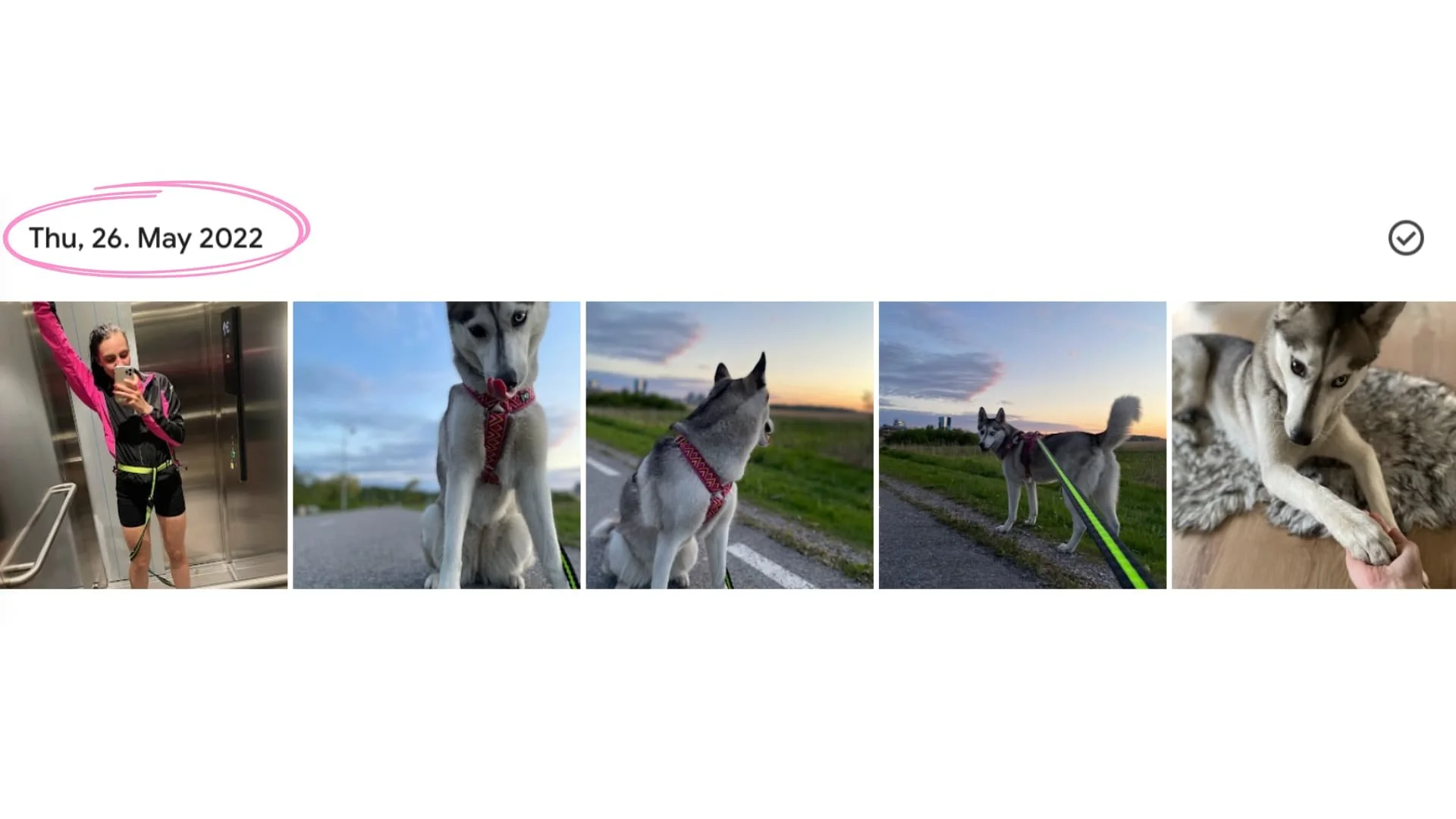 How to choose the best dog harness