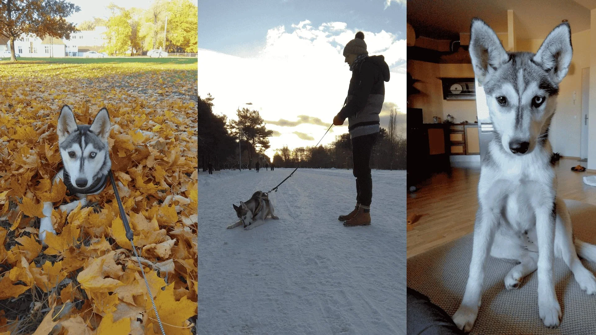 5 steps to get ready for a puppy