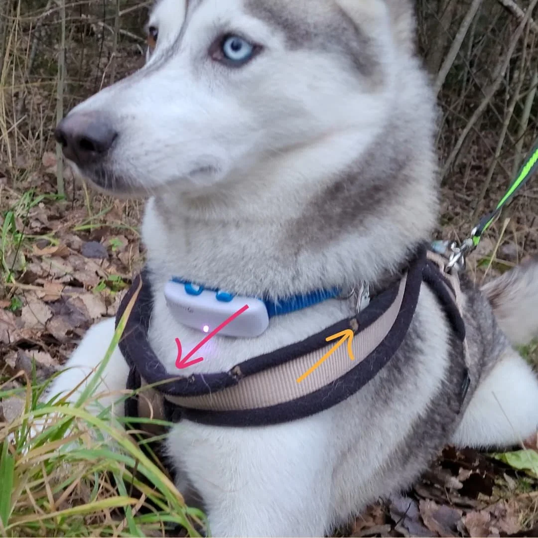 Why is Hurtta dog harness better than other dog harnesses