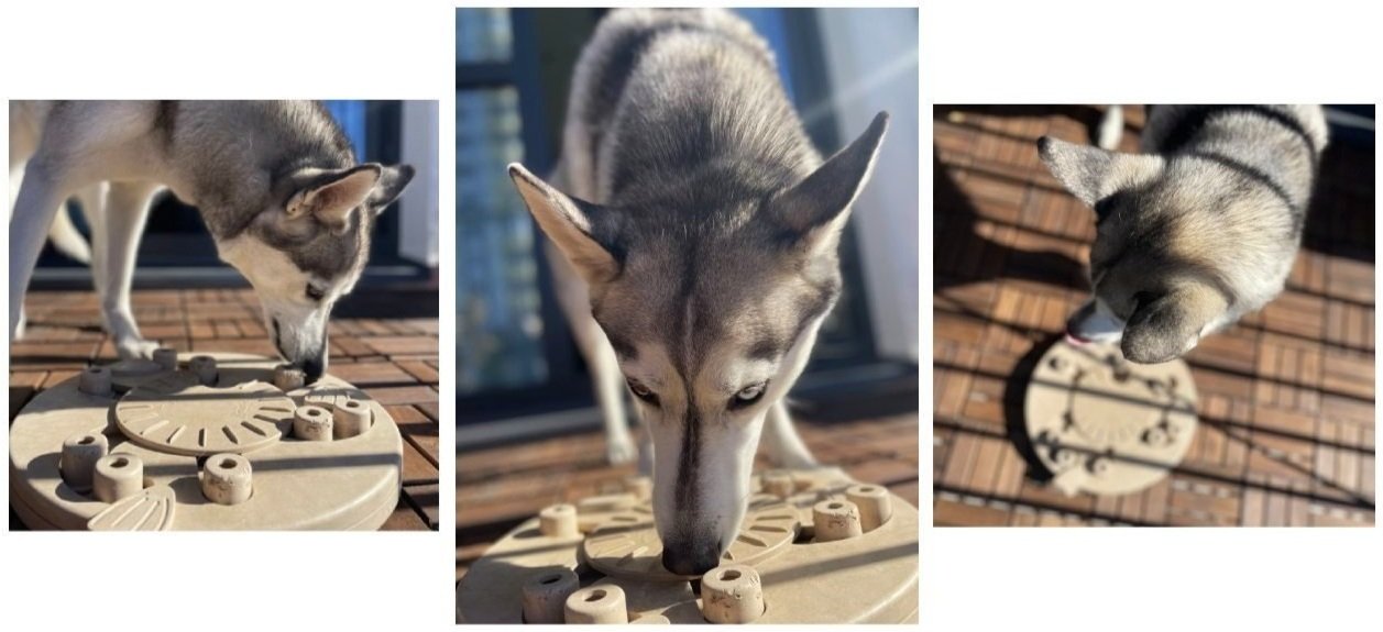 Advanced Dog Puzzle Toy - Level 3 - Nina Ottosson Dog Worker Puzzle Ga