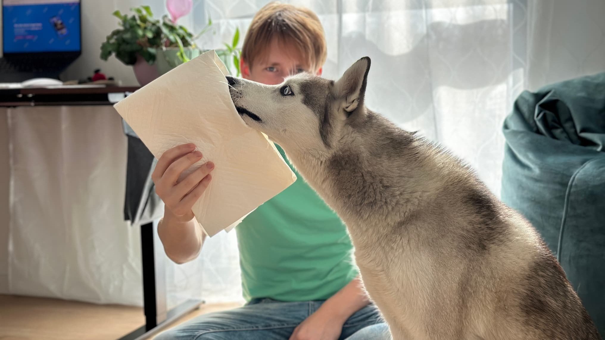 Dog Ripping How to stop using puppy pee pads — Pocket Puppy School