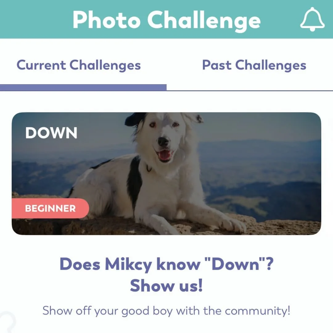 Puppr app monthly challenge