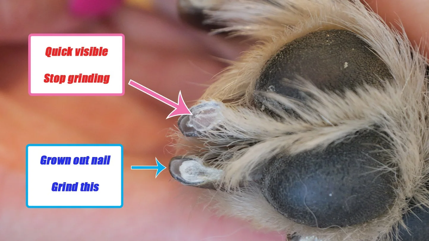 How to trim your dog’s nails — Pocket Puppy School