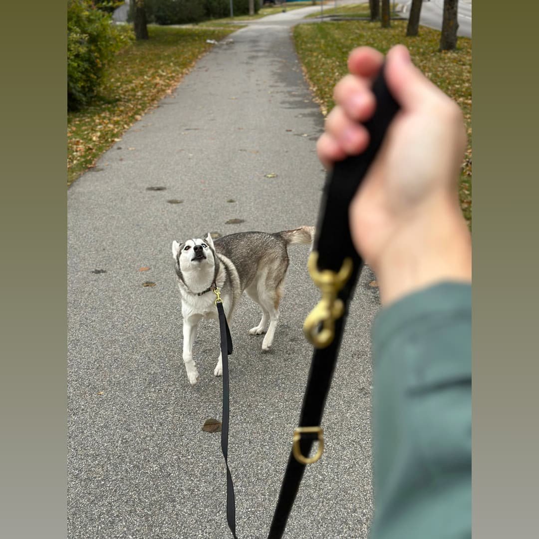 The Pocket Puppy Leash is 3 meters long. Not too long, not too short either