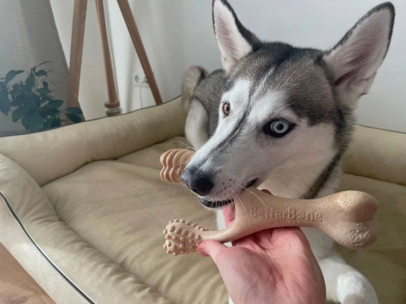 BetterBone dog chew