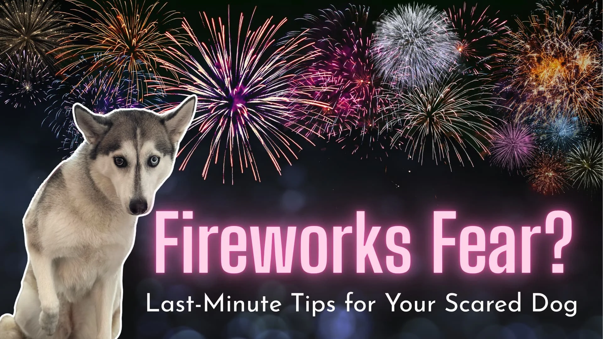 Last minute tips for dogs afraid of fireworks