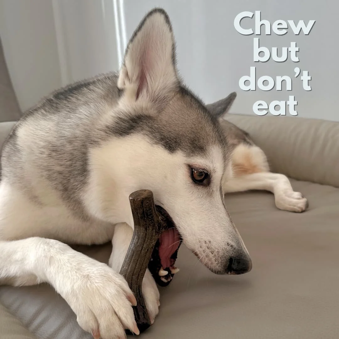 Benebone is great dog chew, but it is not edible