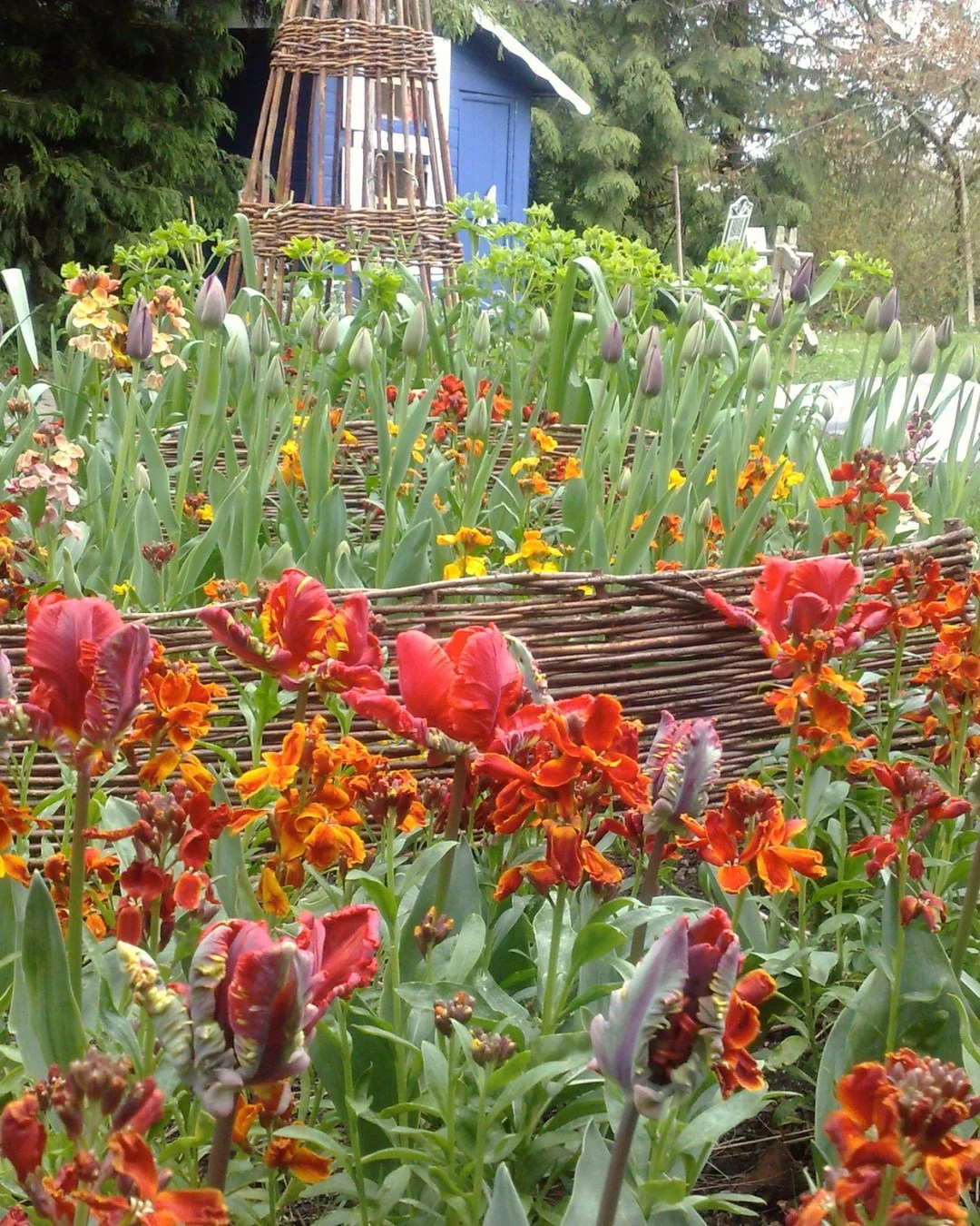 Frilly tulips, 
wallflowers scenting the air.
Blue tits quarrelling over seed.

Everything responding to
Nature&rsquo;s instruction.

Like them, you are inseparable from
the cycles of the earth.

When you recognise that
and move with the flow
you com