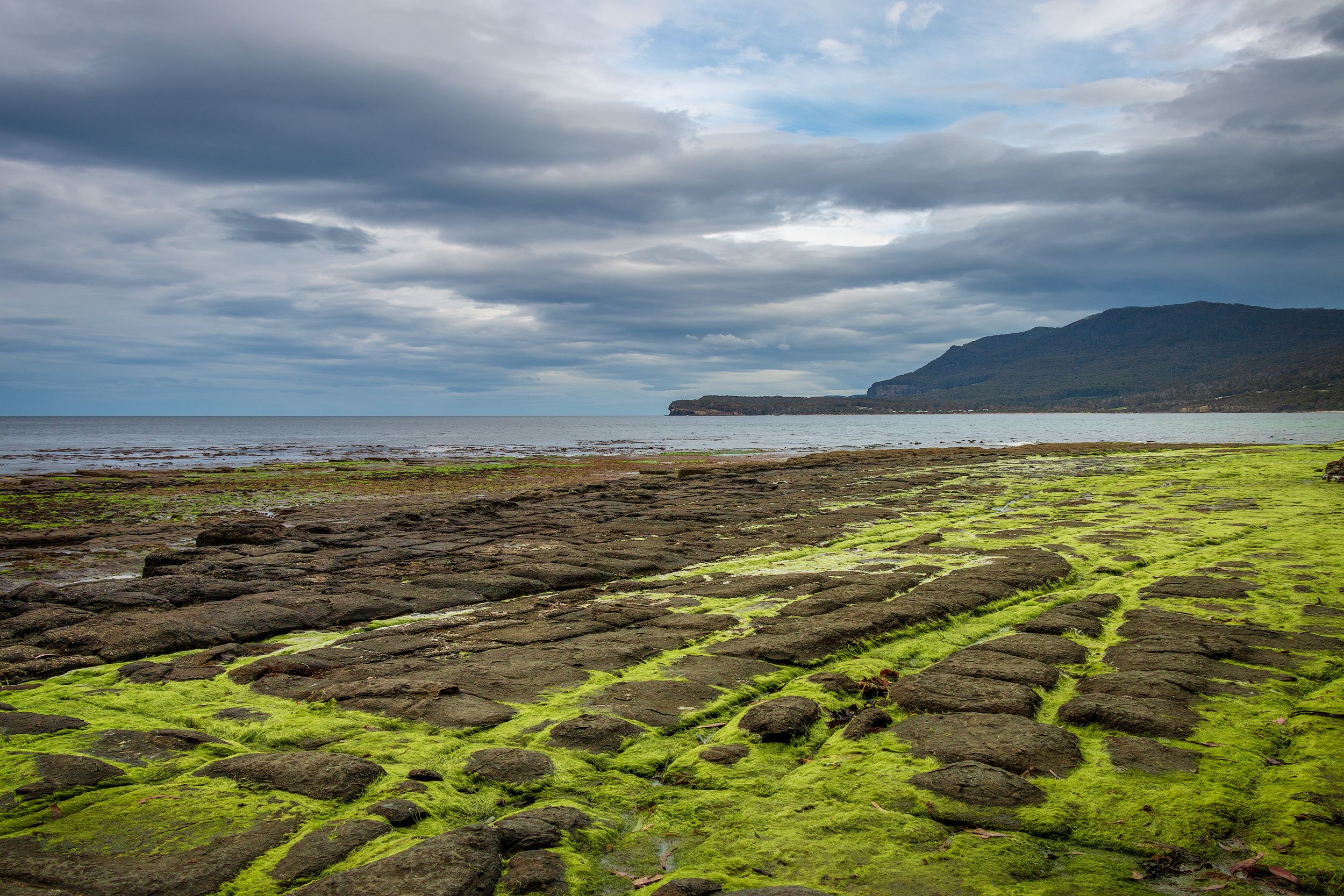 Tessellated Pavement - IMG7177