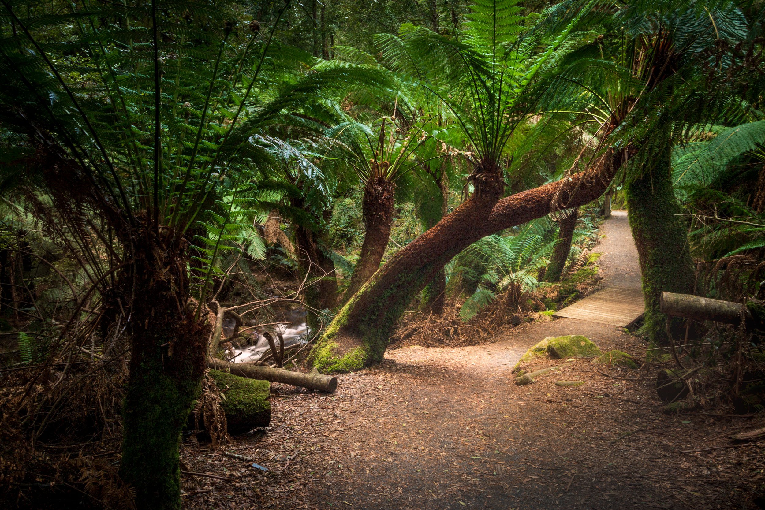 Mt. Field National Park - IMG3542