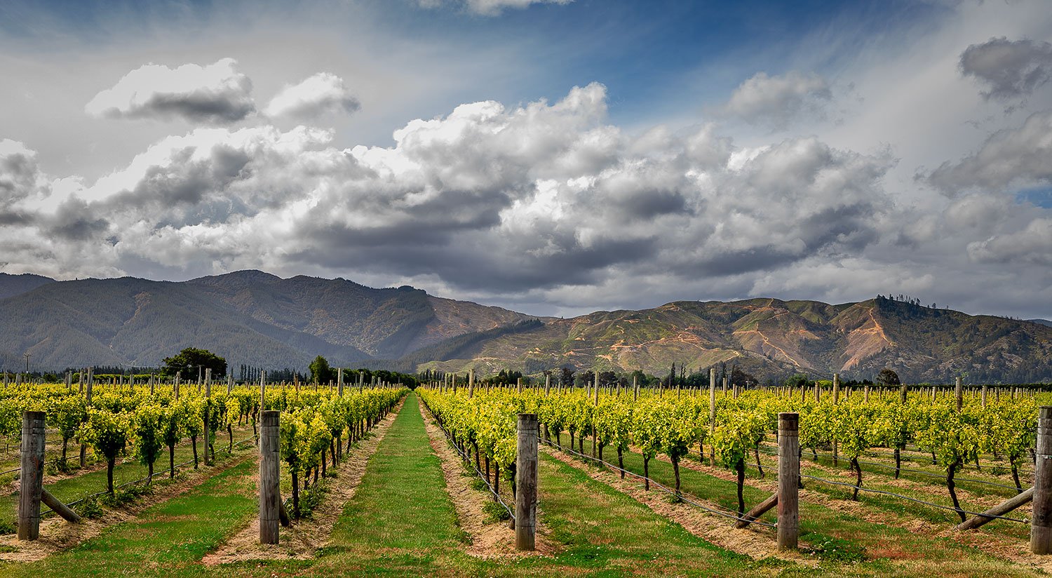 Vineyard - IMG4309