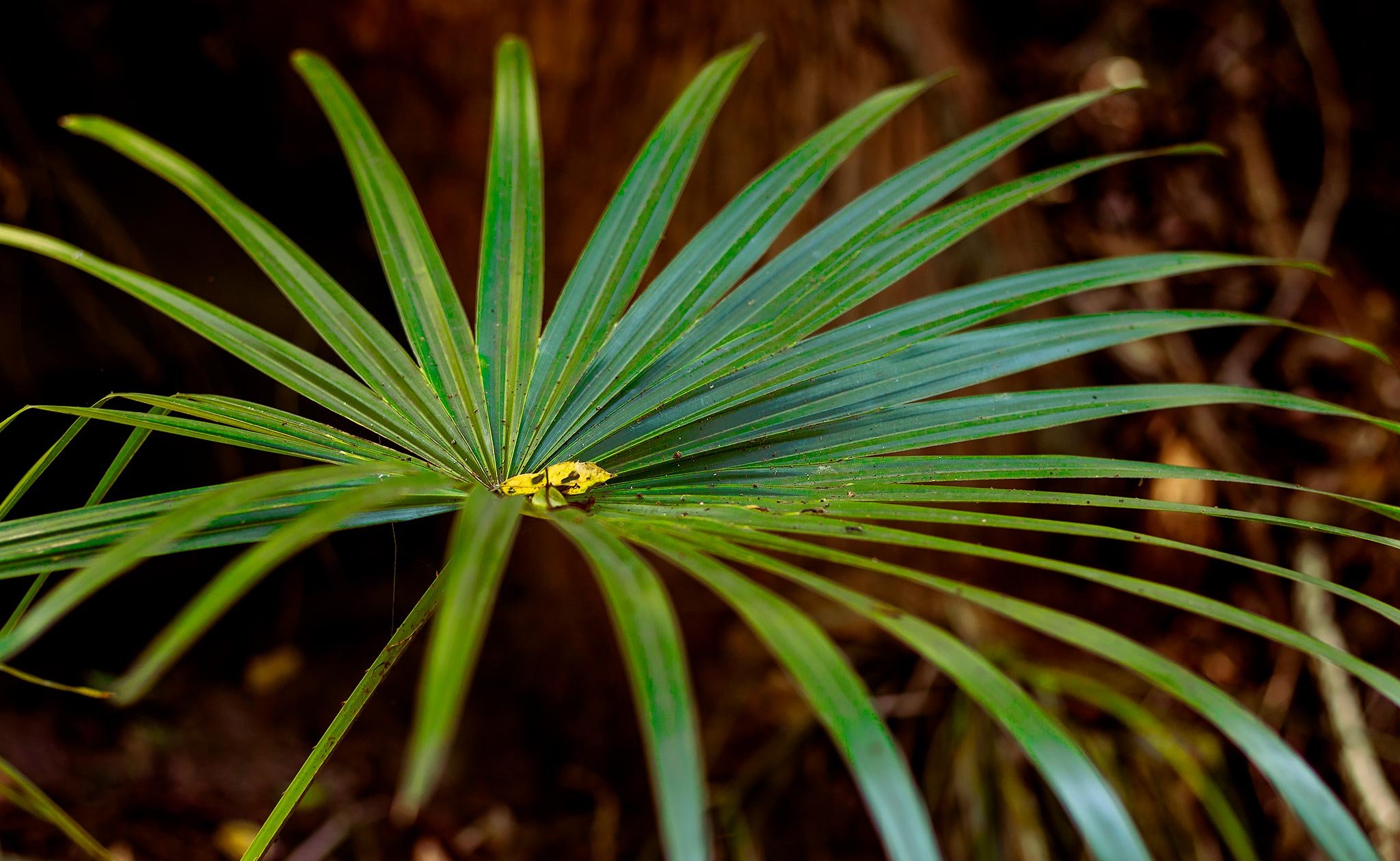 Leaves-Palm-Green.jpg