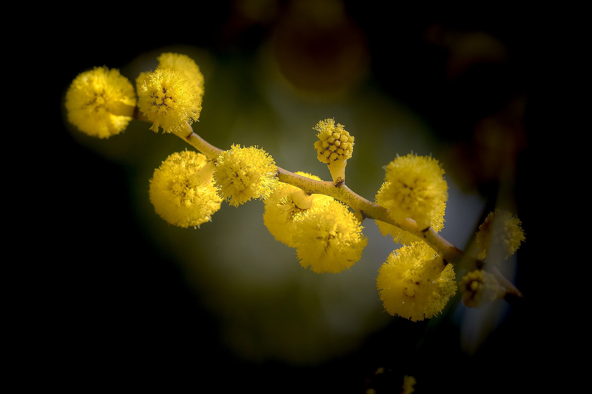 Yellow-ball-flowers-2048px-brighter.jpg