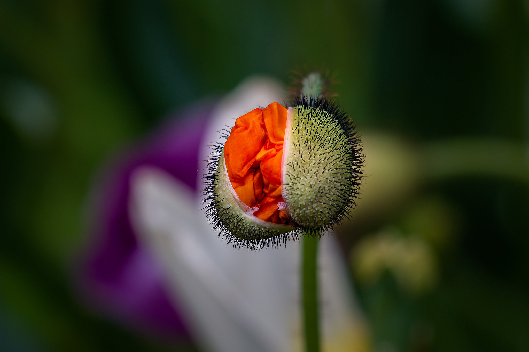 Poppy Bud - IMG5541