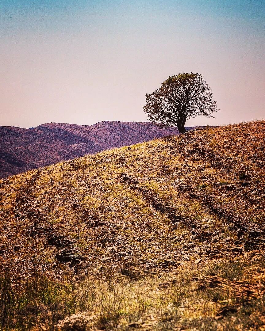 It was amazing to see this tree standing on its own amongst the ancient mountain ranges and rolling hills.
&bull;
&bull;
&bull;
#ikaraflindersrangesnationalpark #flindersranges #flindersrangesnationalpark #outback #southaustralia #lonelytree #rolling