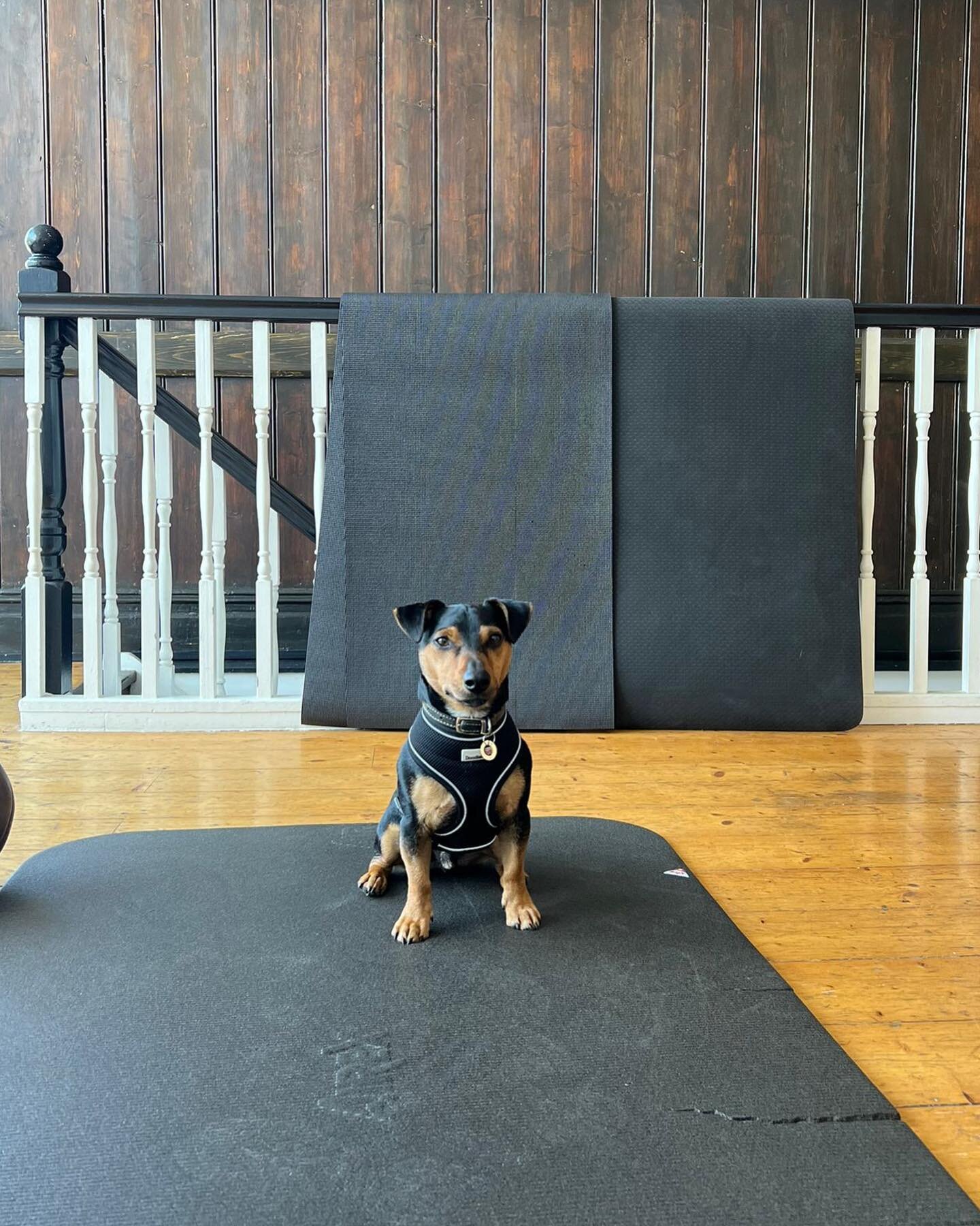 Bob holding down the fort for Kobe, Max, Leyla and Zoggs. From now on it&rsquo;s Pawsonal Space 🐾🐾

Owned by @_ptjo_ 
📸 by @laurynmilo 

#gymdog #gymdogs #dogsofinstagram #jackrussell #personaltrainer