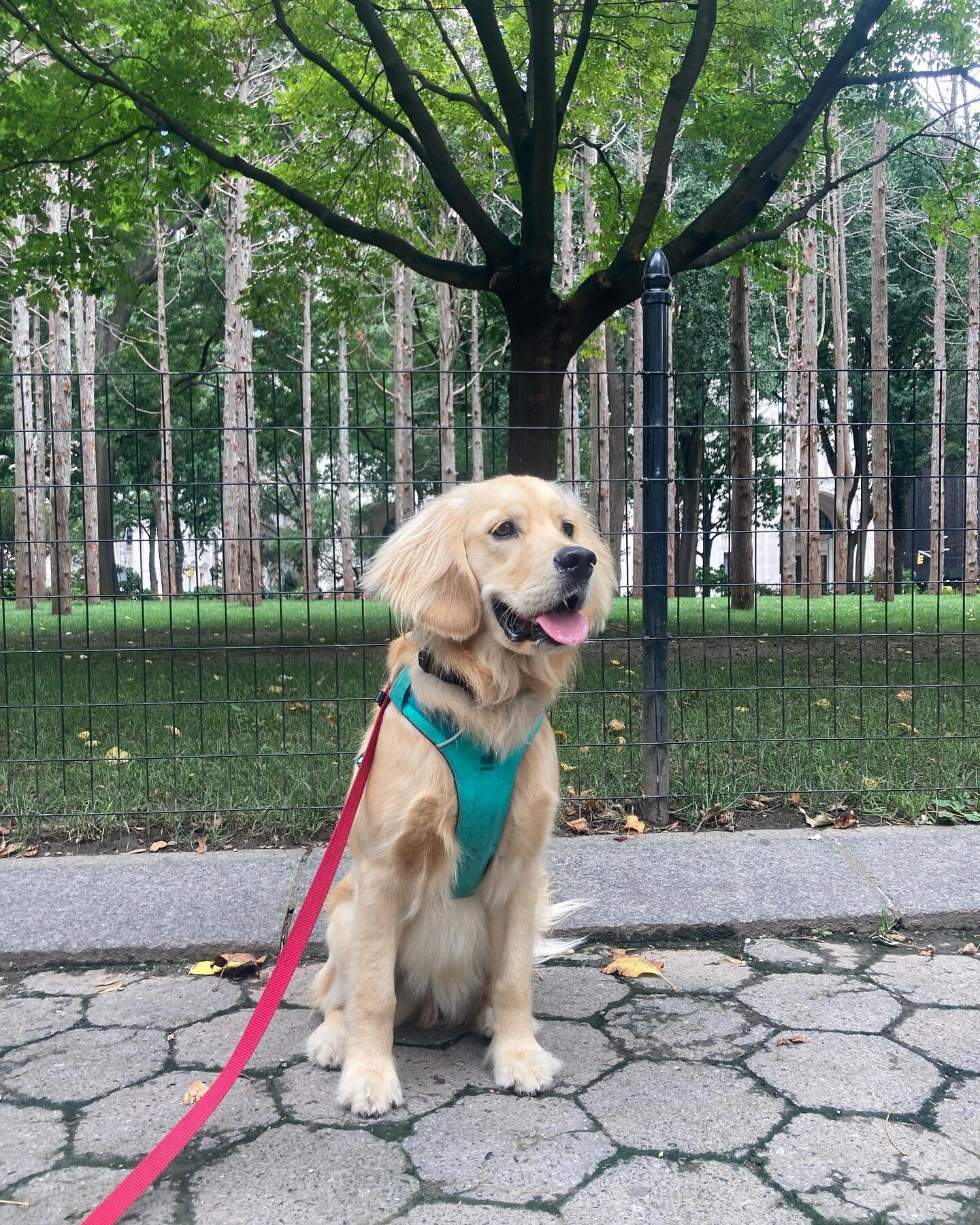 Maya Lin&rsquo;s &lsquo;Ghost Forest&rsquo; @madsqparknyc with a furry art appreciator